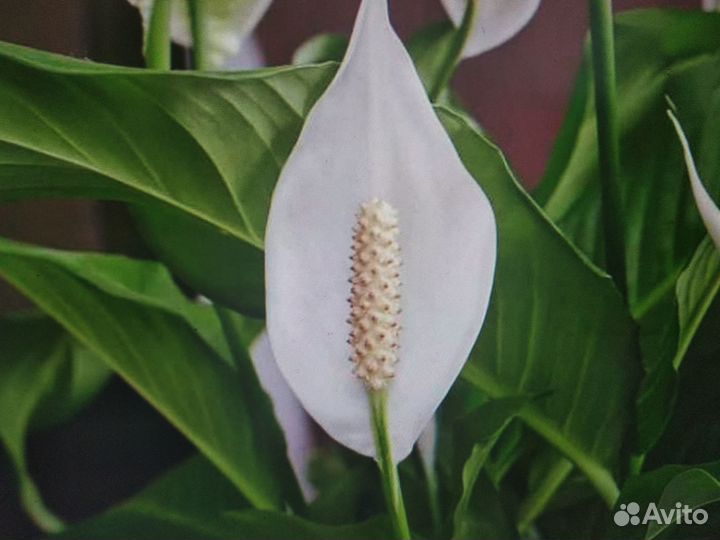 Комнатные растения цветы