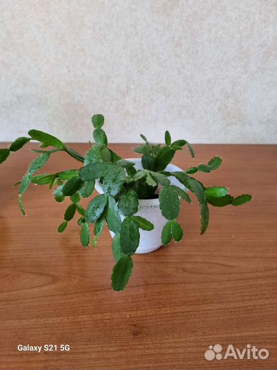 Декабрист рипсалидопсис