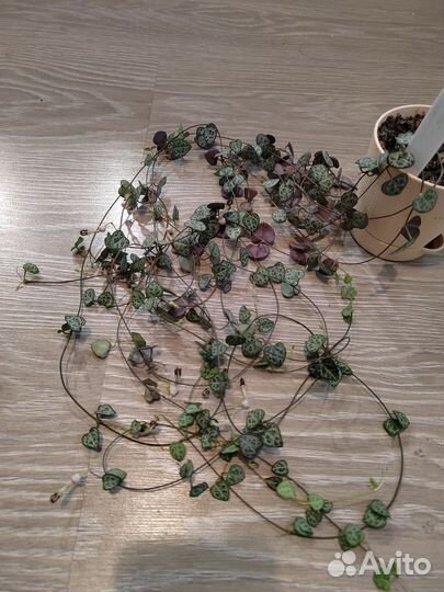 Церопегия вуда