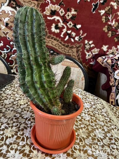 Кактус цветущий