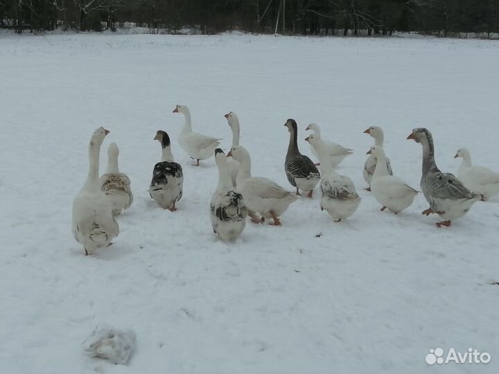 Гуси холмогоры