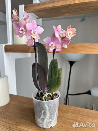 Орхидея парфюмерная Фабрика ароматная Mellion