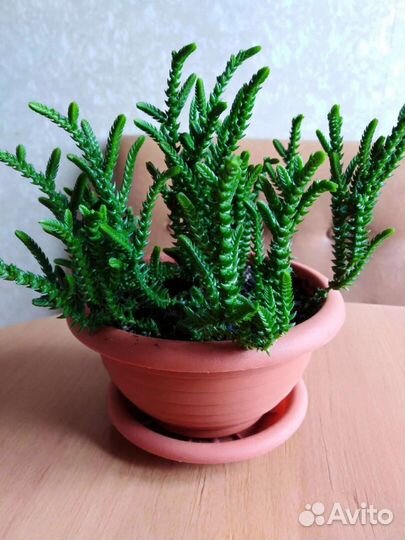 Неприхотливые суккуленты, черенки фикусов