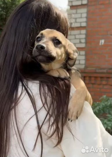 Два озорных щеночека-девочки 5 месяцев