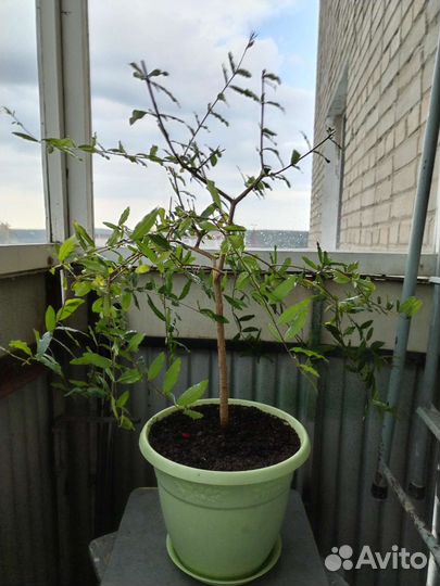 Карликовый гранат