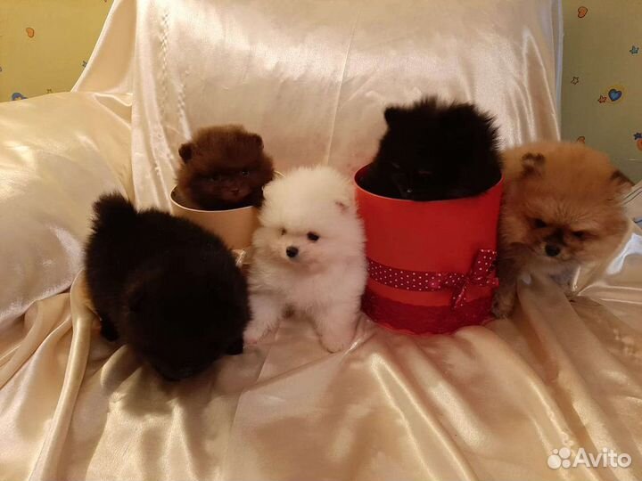 Померанский шпиц