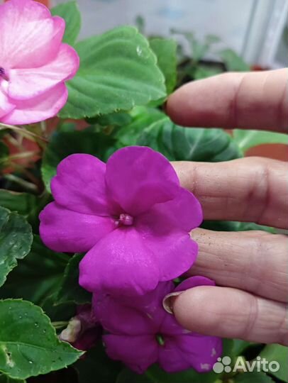 Бальзамин импатиес(ампельный)