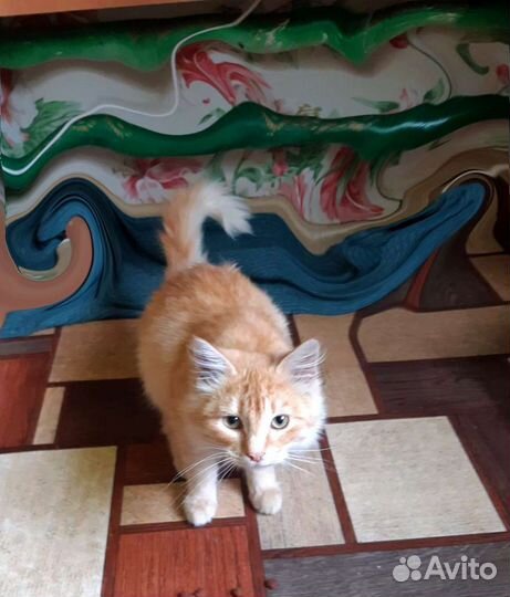 Кошка