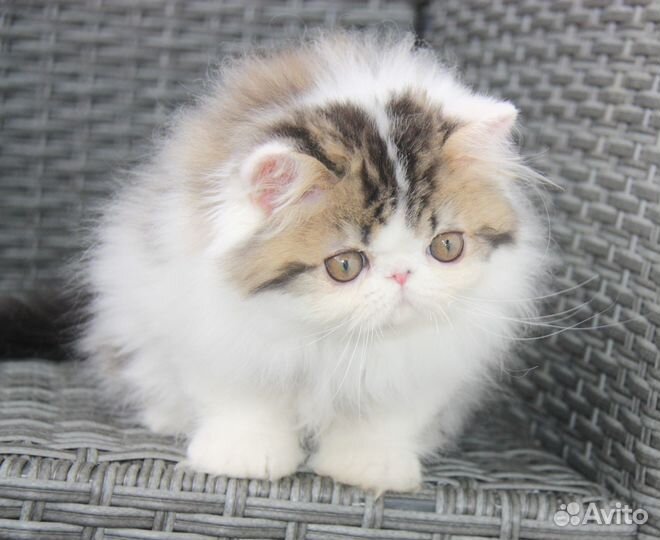 Иван да Марья