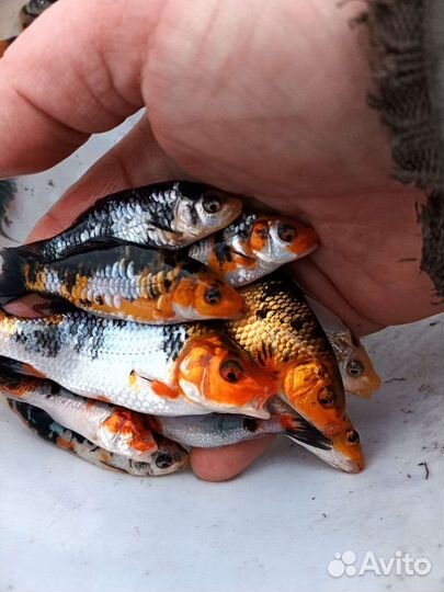 Рыба прудовая