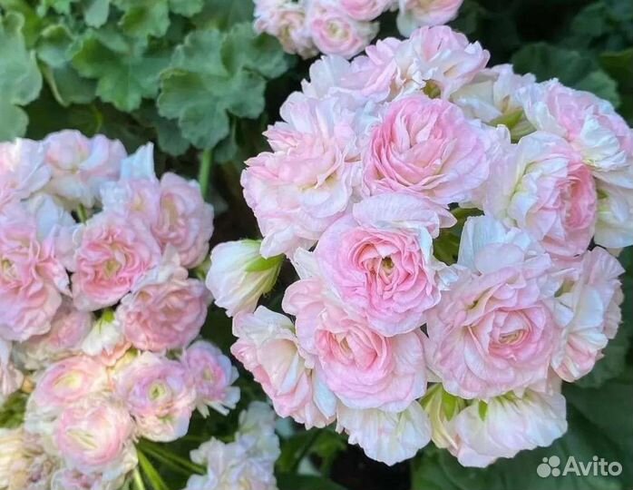 Пеларгония герань