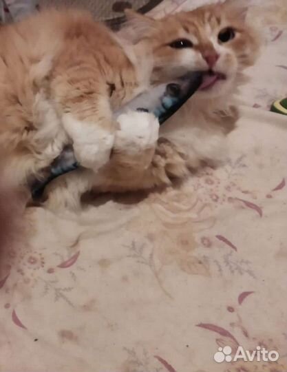 Рыжий котище ищет дом