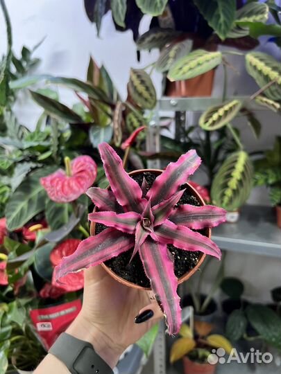 Криптантус 2 сорта