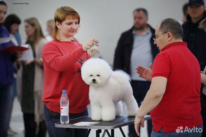 Бишон фризе