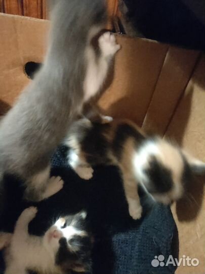 Котята в добрые руки