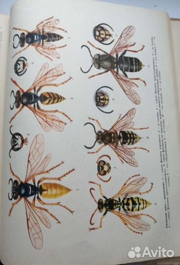 Старинная книга энциклопедия 1955 года