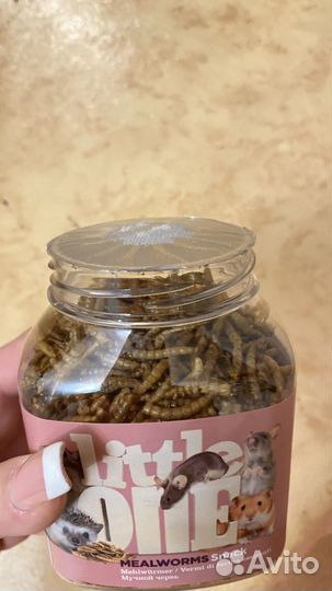 Песчанка лакомство