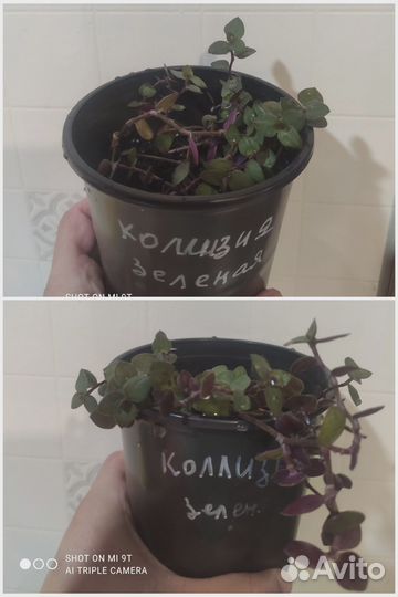 Комнатные растения