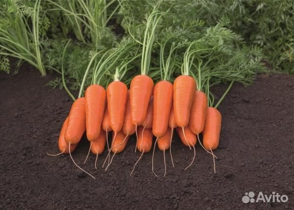 Семена овощей Голландской селекции