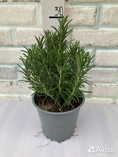 Розмарин, лавр, мята из питомника растений