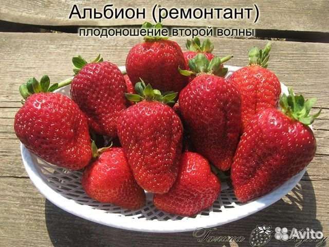 Клубника рассада ксд и нсд