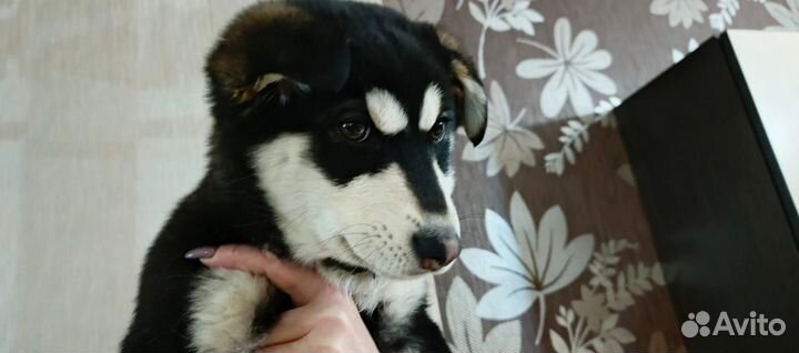 Щенок Сибирский хаски