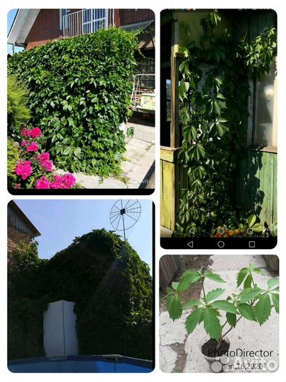 Укоренённые отростки девичьего винограда