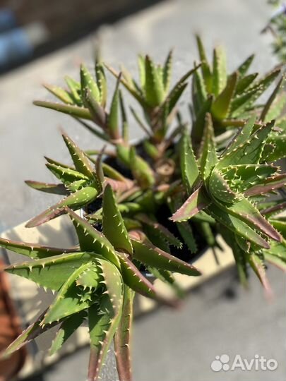 Агава испанская