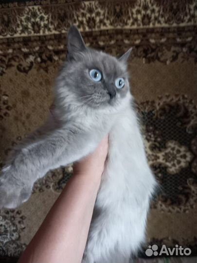 Невская маскарадная