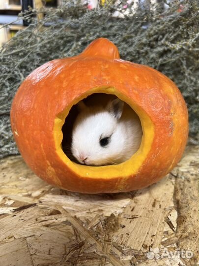 Маленькие кролики карликовые