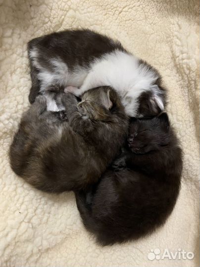 Котята в добрые руки даром