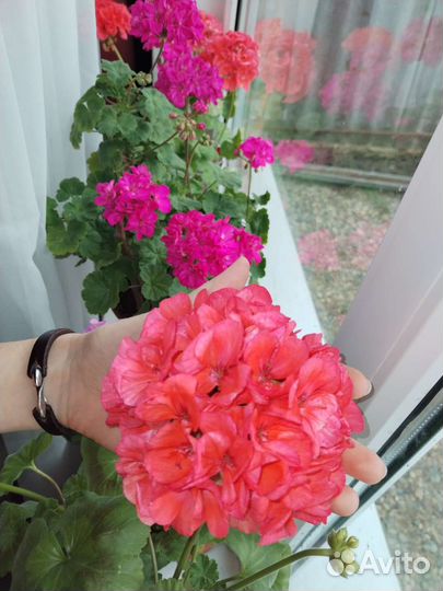 Пеларгония герань