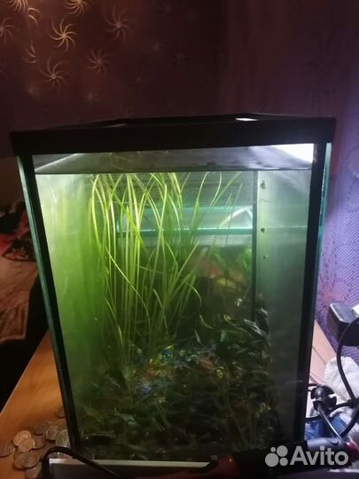 Аквариум