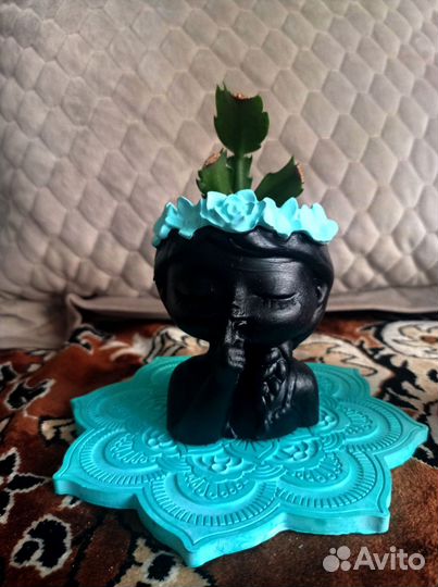 Сортовые декабристы