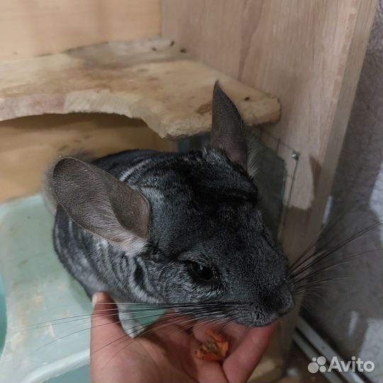Шиншилы с клеткой
