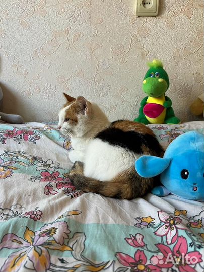 Трёхцветная кошечка