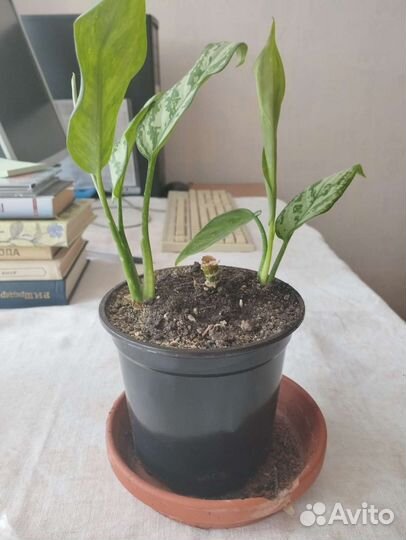 Аглаонема сильвер квин