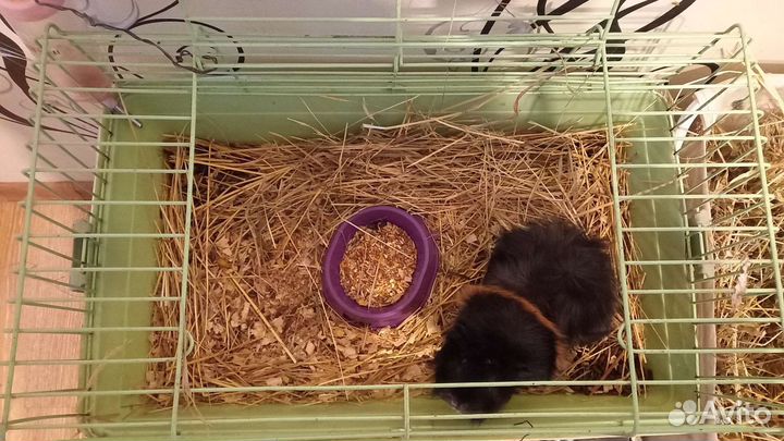 Передержка домашних животных (кмр)