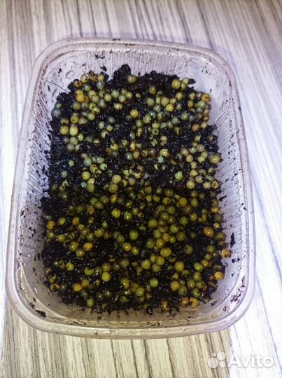 Кокон дендробены