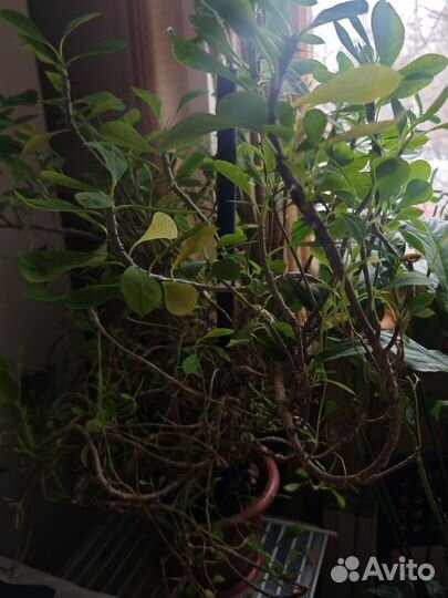 Молочай миля