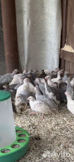 Цыплята цесарки