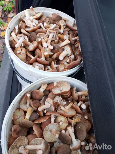 Продам грибы