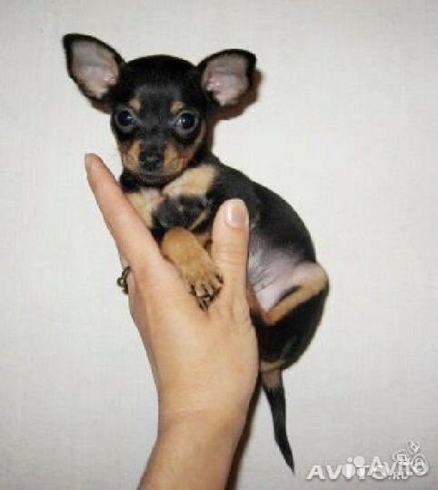Самая маленькая порода собак мини той терьер щенки