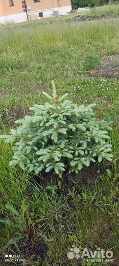 Ель голубая