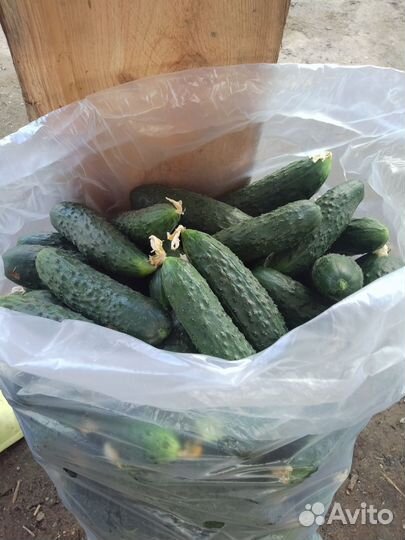 Огурцы свежие оптом