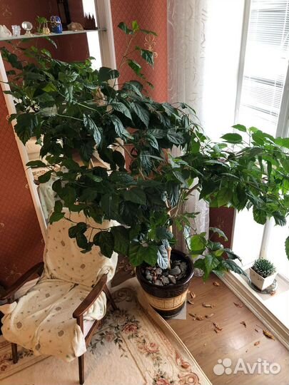 Цветок гибискус-китайская роза