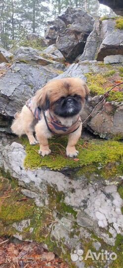 Вязка пекинес мальчик