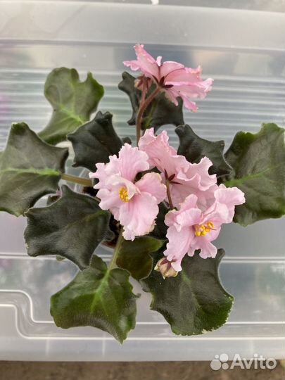 Фиалка ват Сердечко