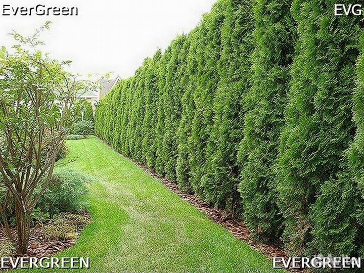 Туя для изгороди