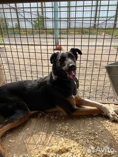 Собаку вернули в приют